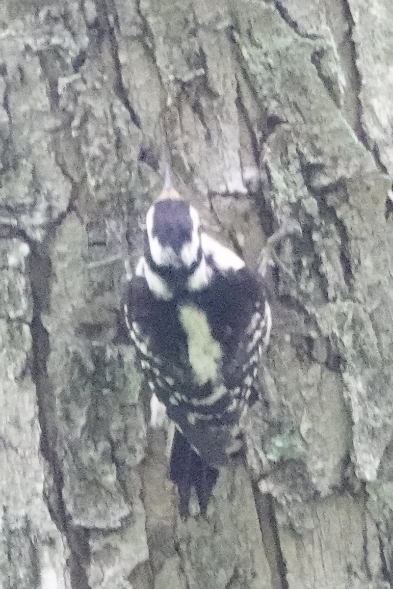 Downy Woodpecker - David Rubenstein