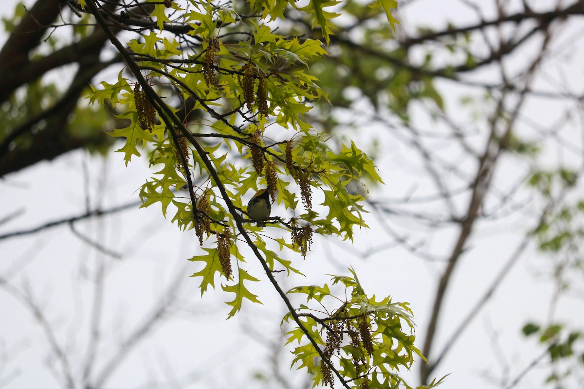 Black-throated Green Warbler - Aidan Mutschler