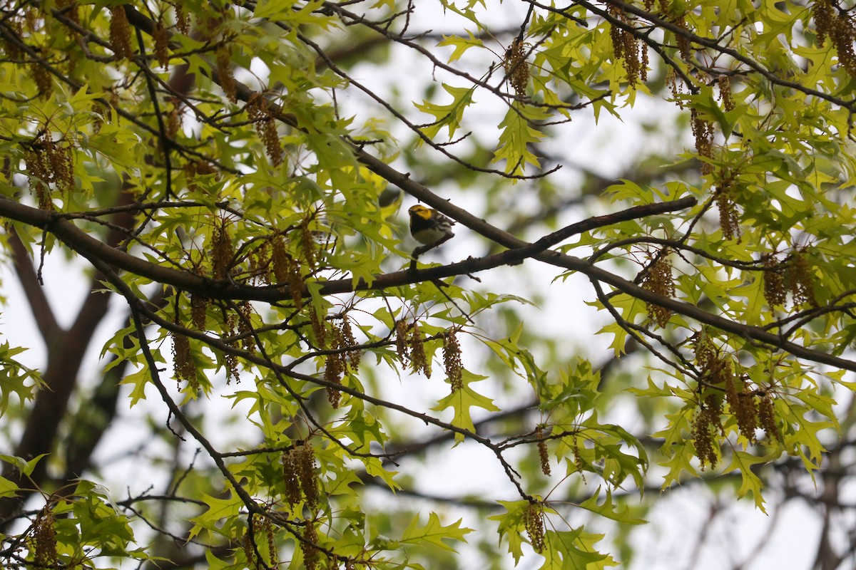 Black-throated Green Warbler - Aidan Mutschler
