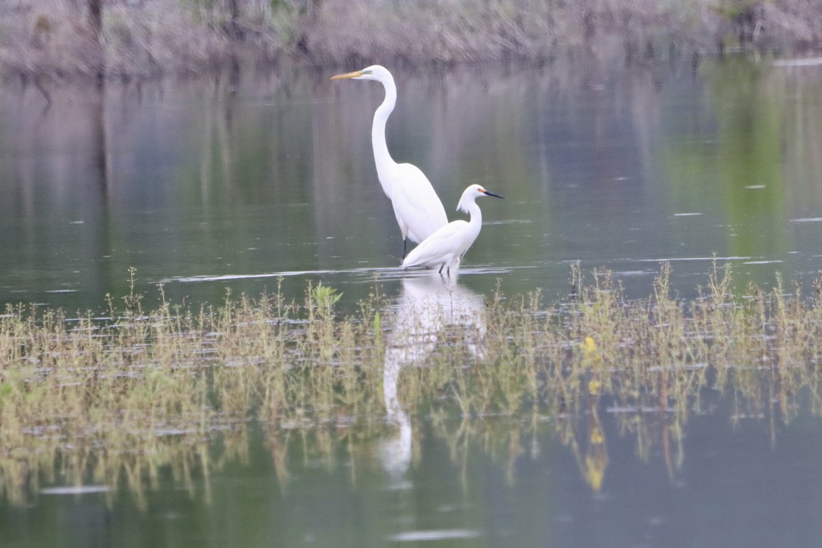 Great Egret - Jo VerMulm