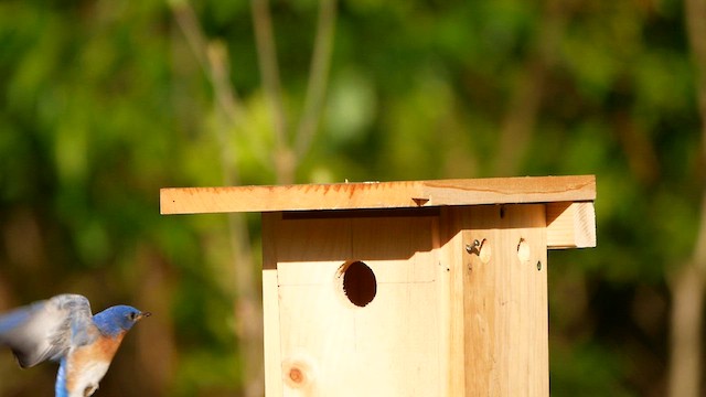 ルリツグミ - ML619257866