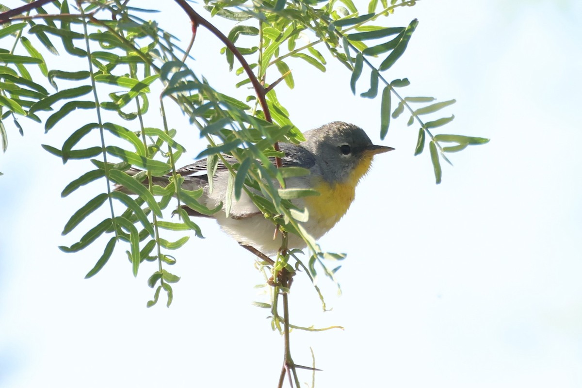 Northern Parula - Tom Forwood JR