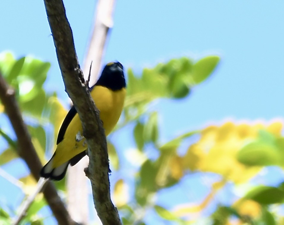 Yellow-crowned Euphonia - mark perry