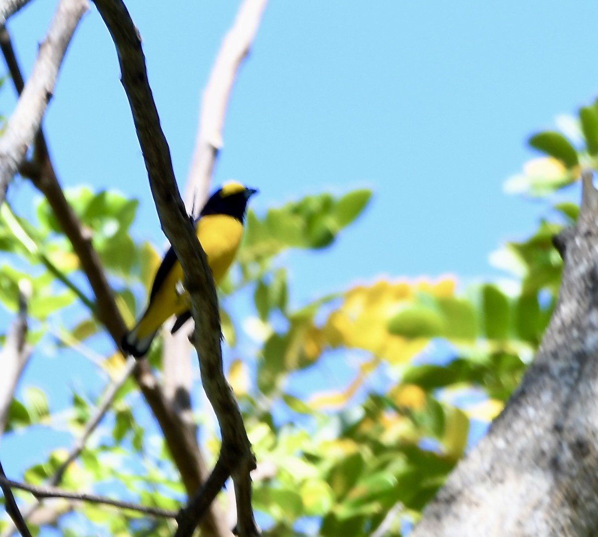 Yellow-crowned Euphonia - mark perry