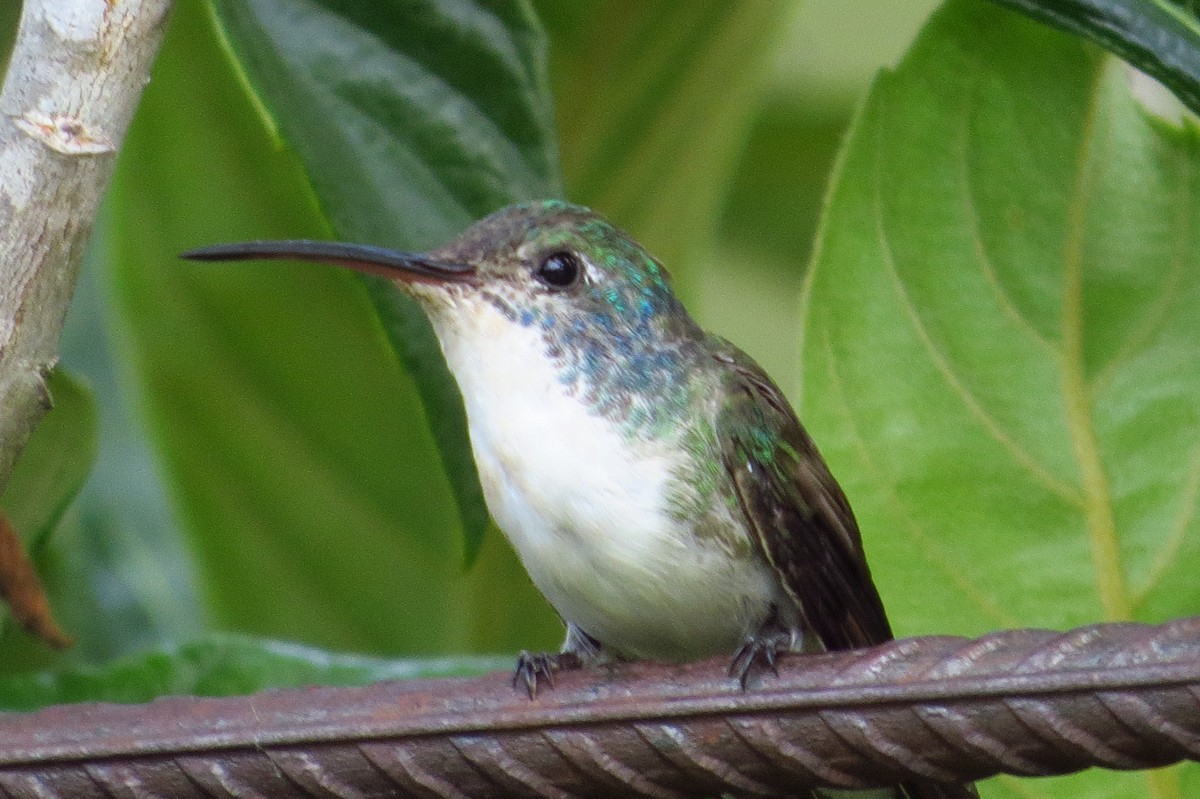 kolibřík andský - ML619257877
