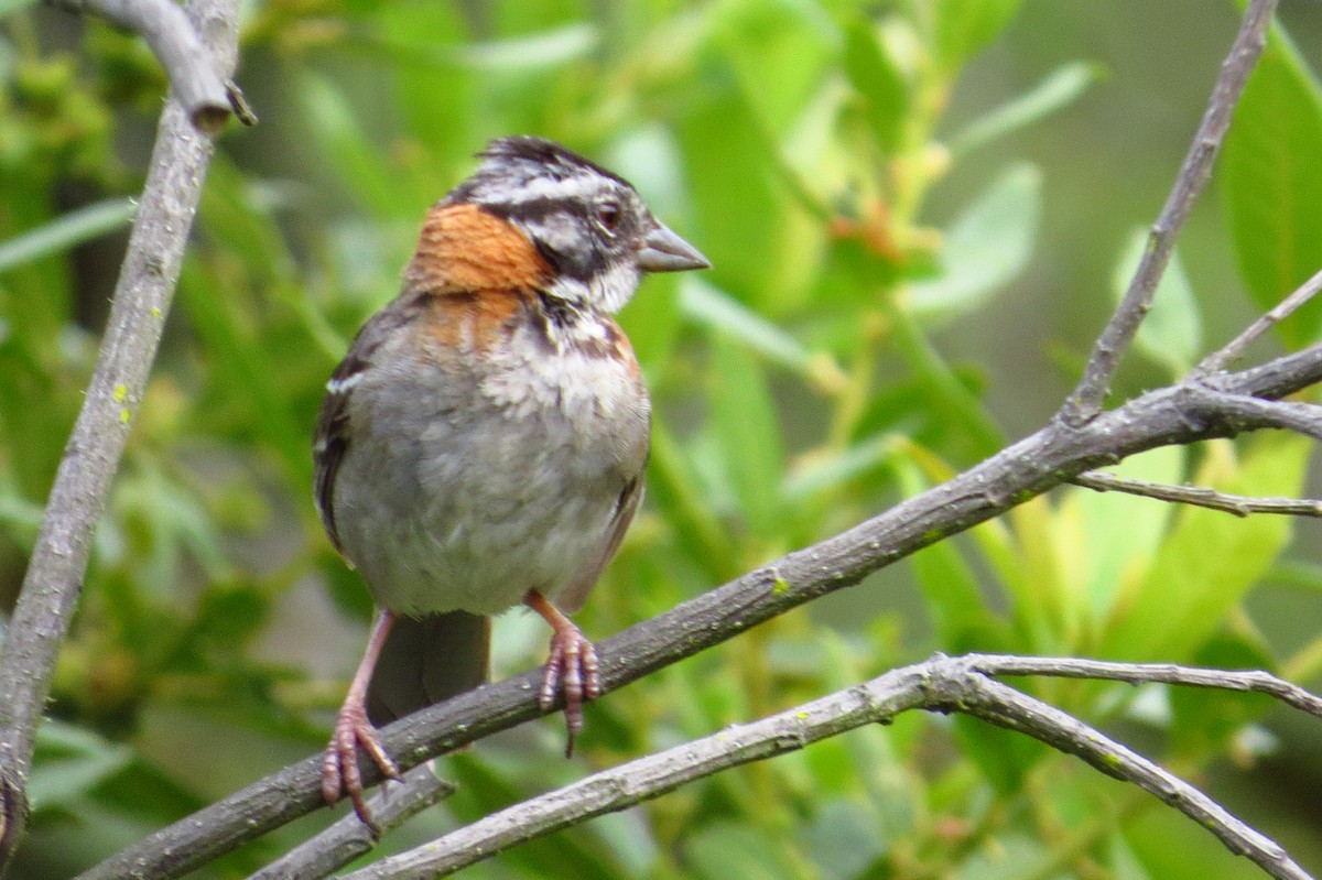 Rufous-collared Sparrow - Gary Prescott