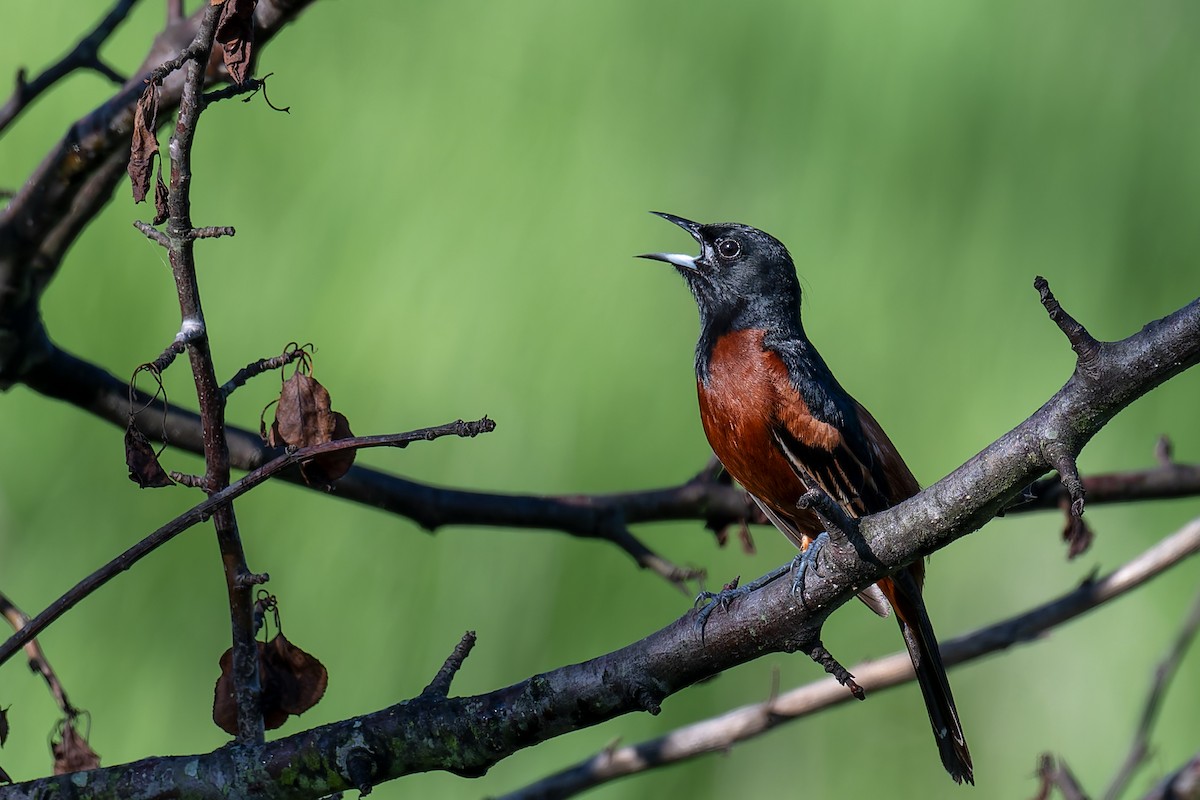 Orchard Oriole - ML619257887