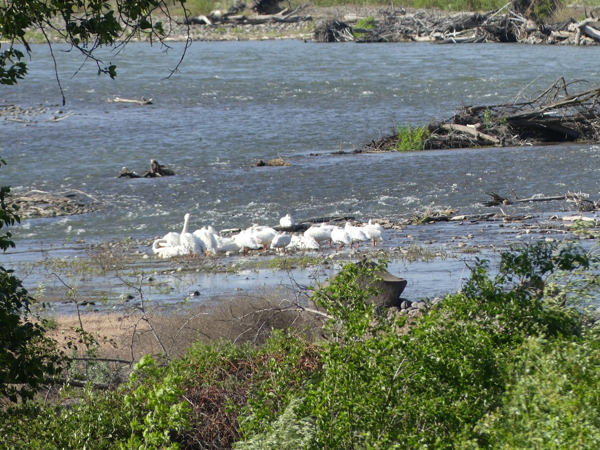 American White Pelican - ML619257894