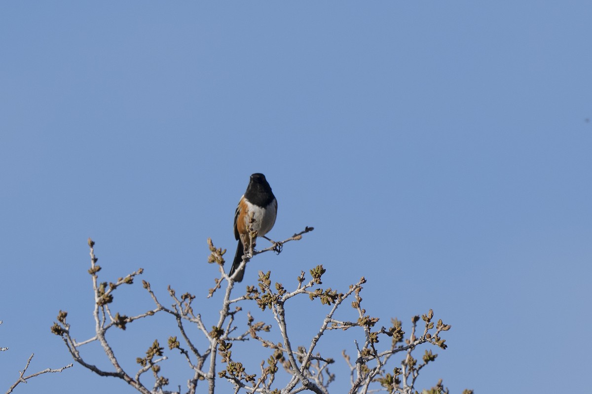 Spotted Towhee - Steven Hunter