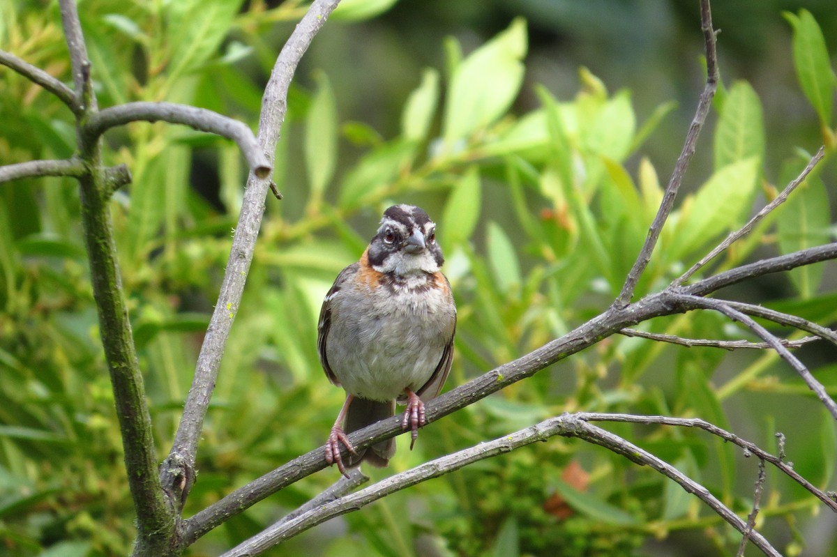 Rufous-collared Sparrow - Gary Prescott