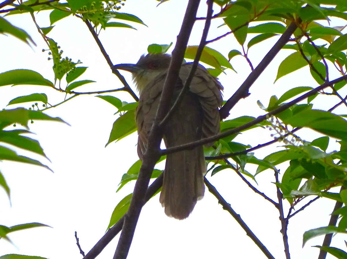 Black-billed Cuckoo - ML619257912