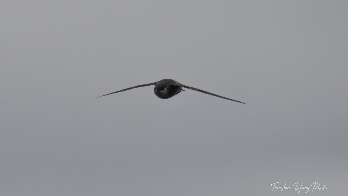 Chimney Swift - Tianshuo Wang