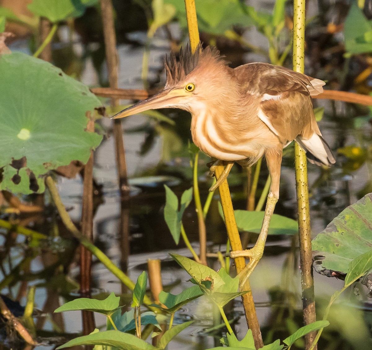 Yellow Bittern - John le Rond