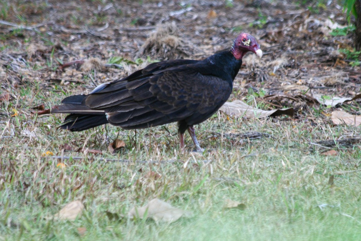 Turkey Vulture - dan davis