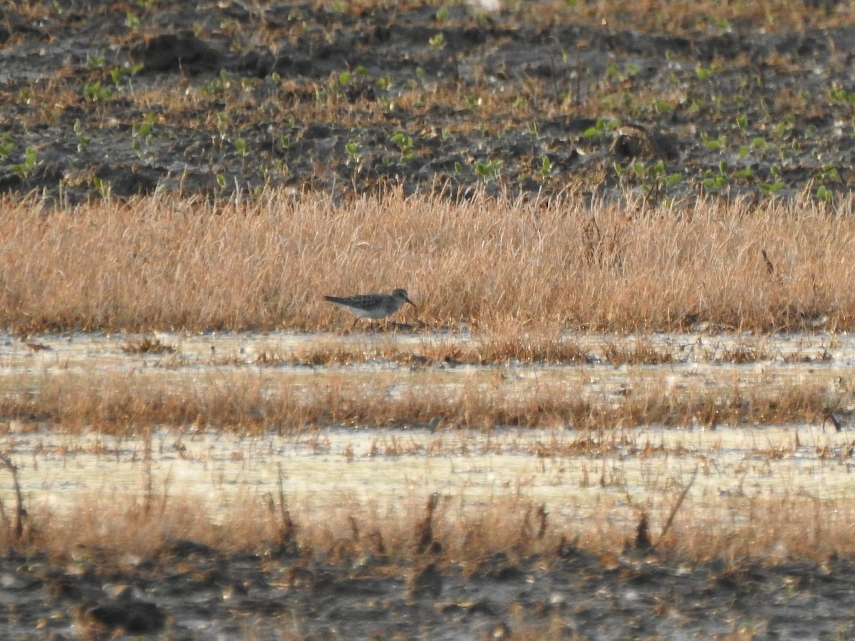 Least Sandpiper - Ron Marek