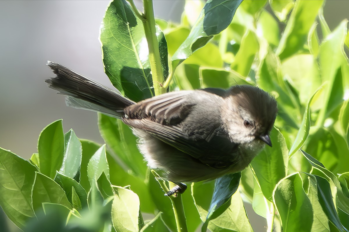 Bushtit - Mary Ann Robertson