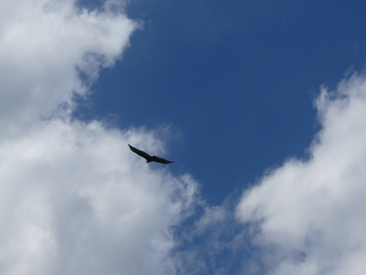 Common Raven - Felip Holbrook