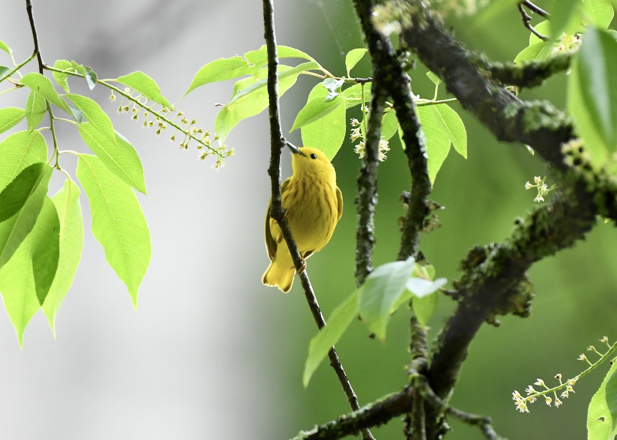 Yellow Warbler (Northern) - Greg Hudson