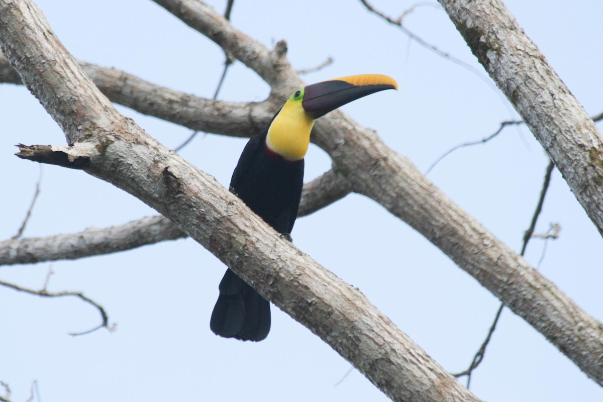 Yellow-throated Toucan - dan davis
