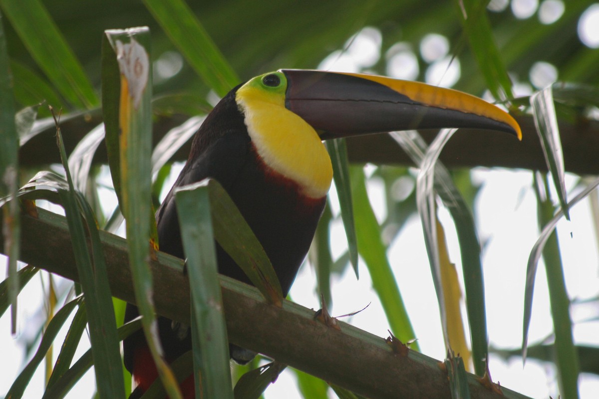 Yellow-throated Toucan - dan davis