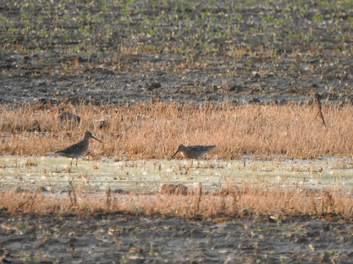 Short-billed Dowitcher - Ron Marek