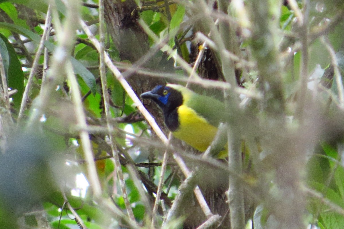 Green Jay - Gary Prescott