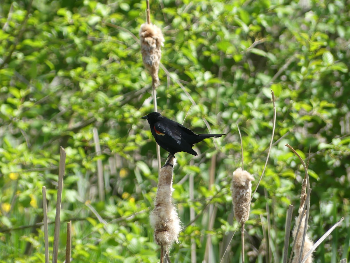 Red-winged Blackbird - Felip Holbrook