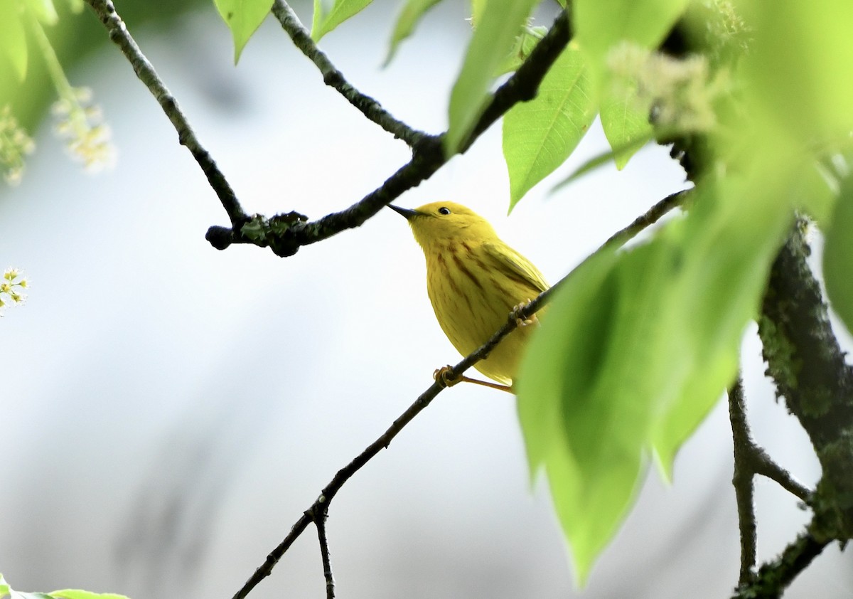 Yellow Warbler (Northern) - Greg Hudson