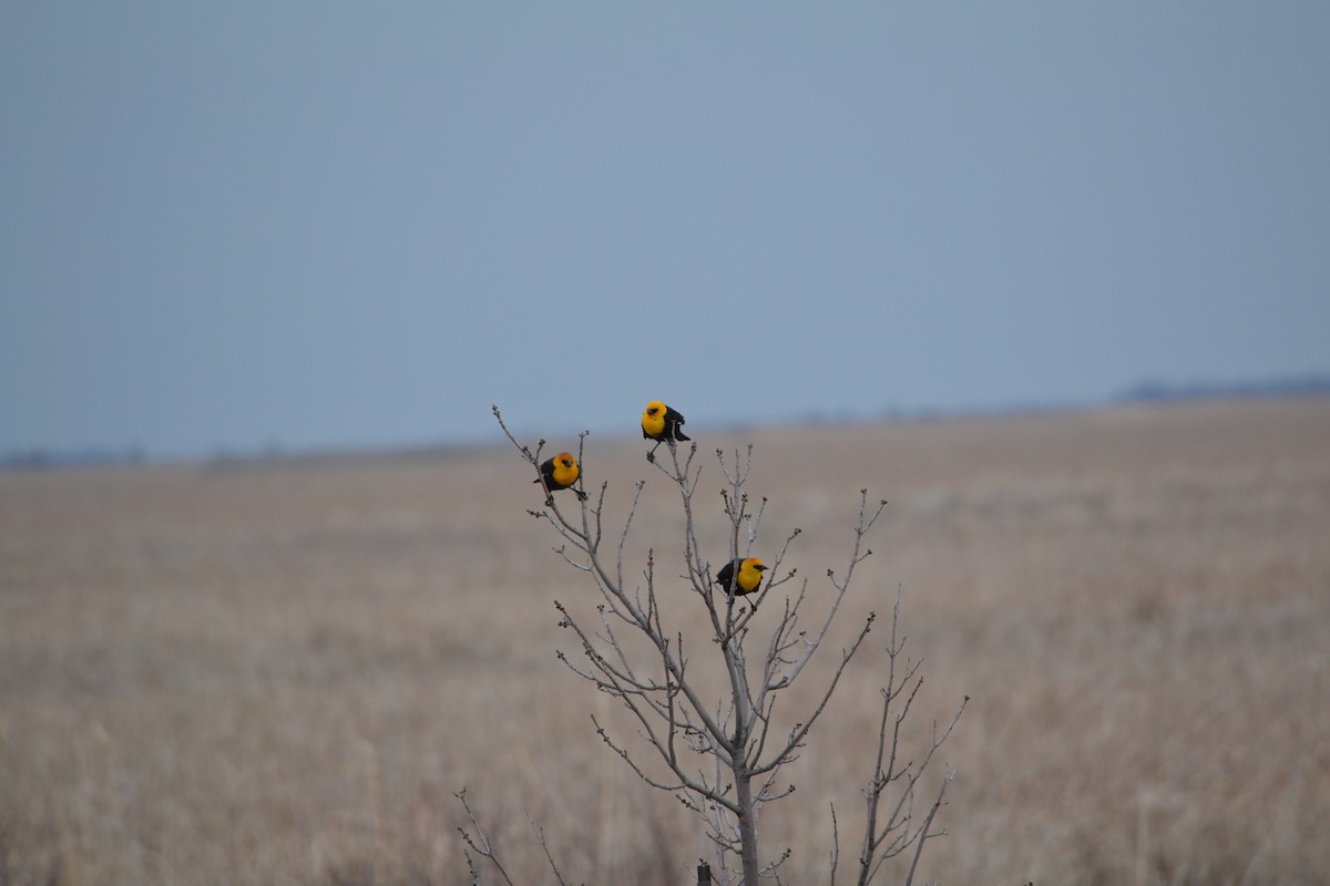 Yellow-headed Blackbird - Sarah Bonnett