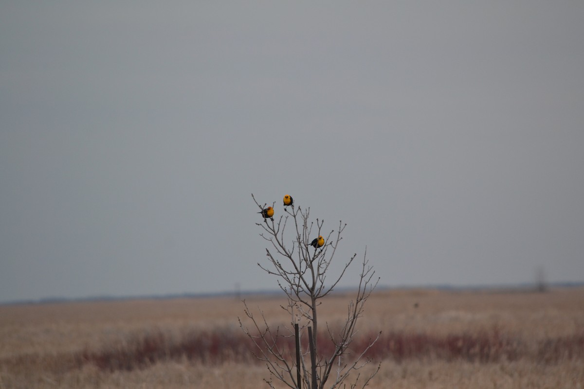 Yellow-headed Blackbird - Sarah Bonnett