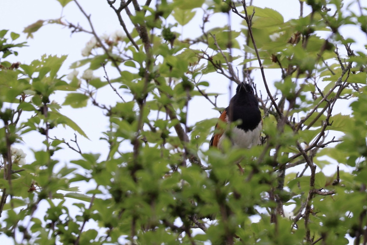 Eastern Towhee - Maxime Čapkun-Huot