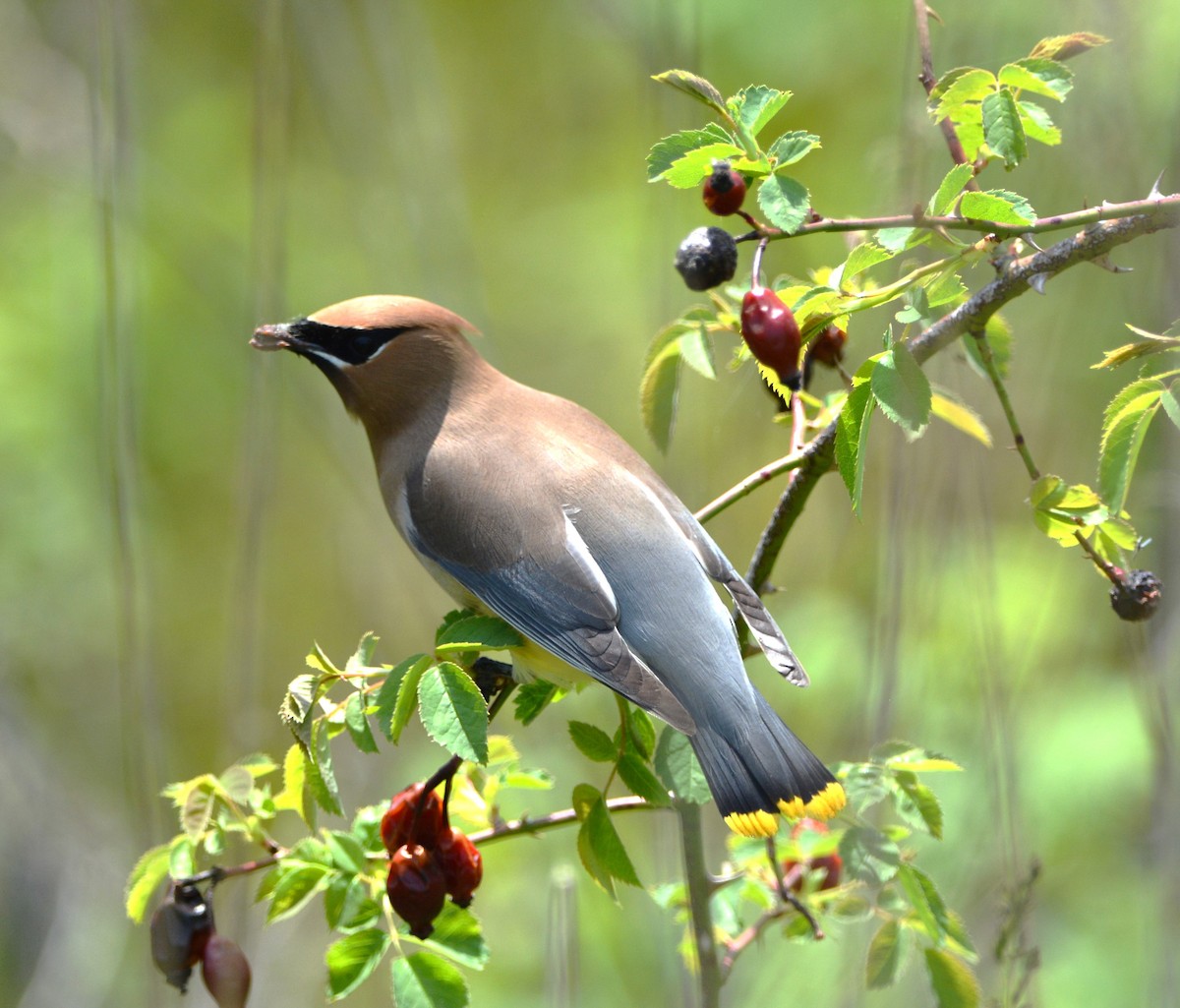 Cedar Waxwing - Wendy Skirrow