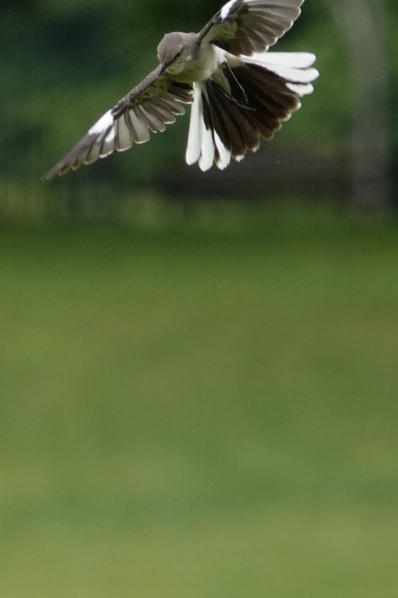 Northern Mockingbird - David Rubenstein