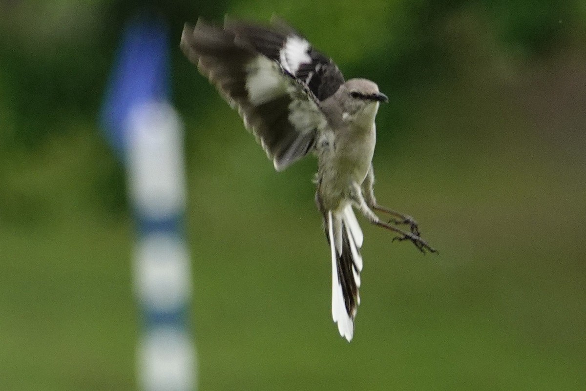 Northern Mockingbird - David Rubenstein