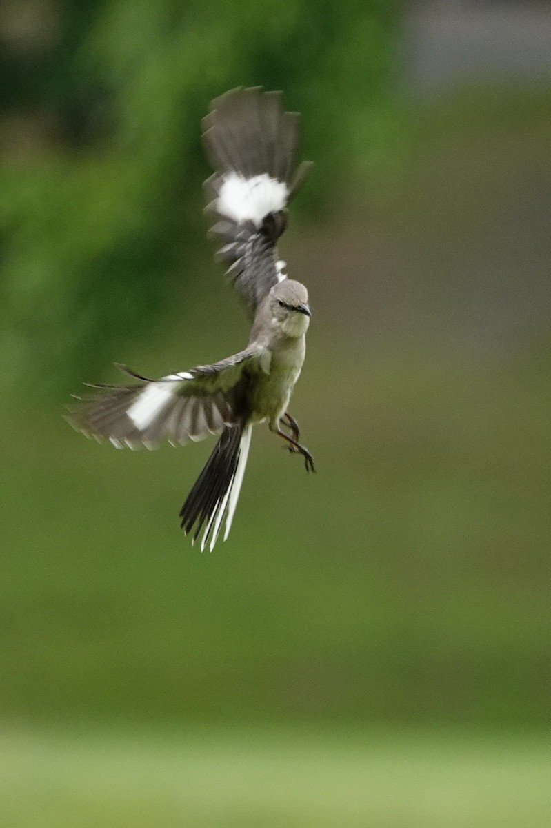 Northern Mockingbird - David Rubenstein