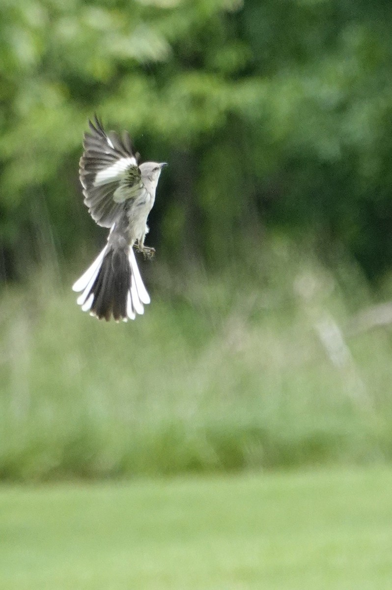 Northern Mockingbird - David Rubenstein