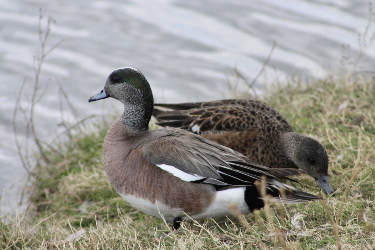 American Wigeon - Anne R.