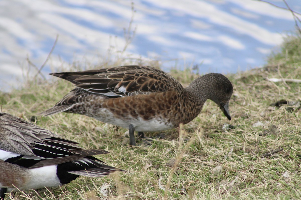 American Wigeon - Anne R.