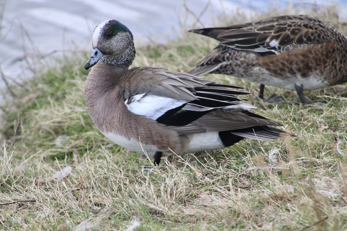 American Wigeon - Anne R.