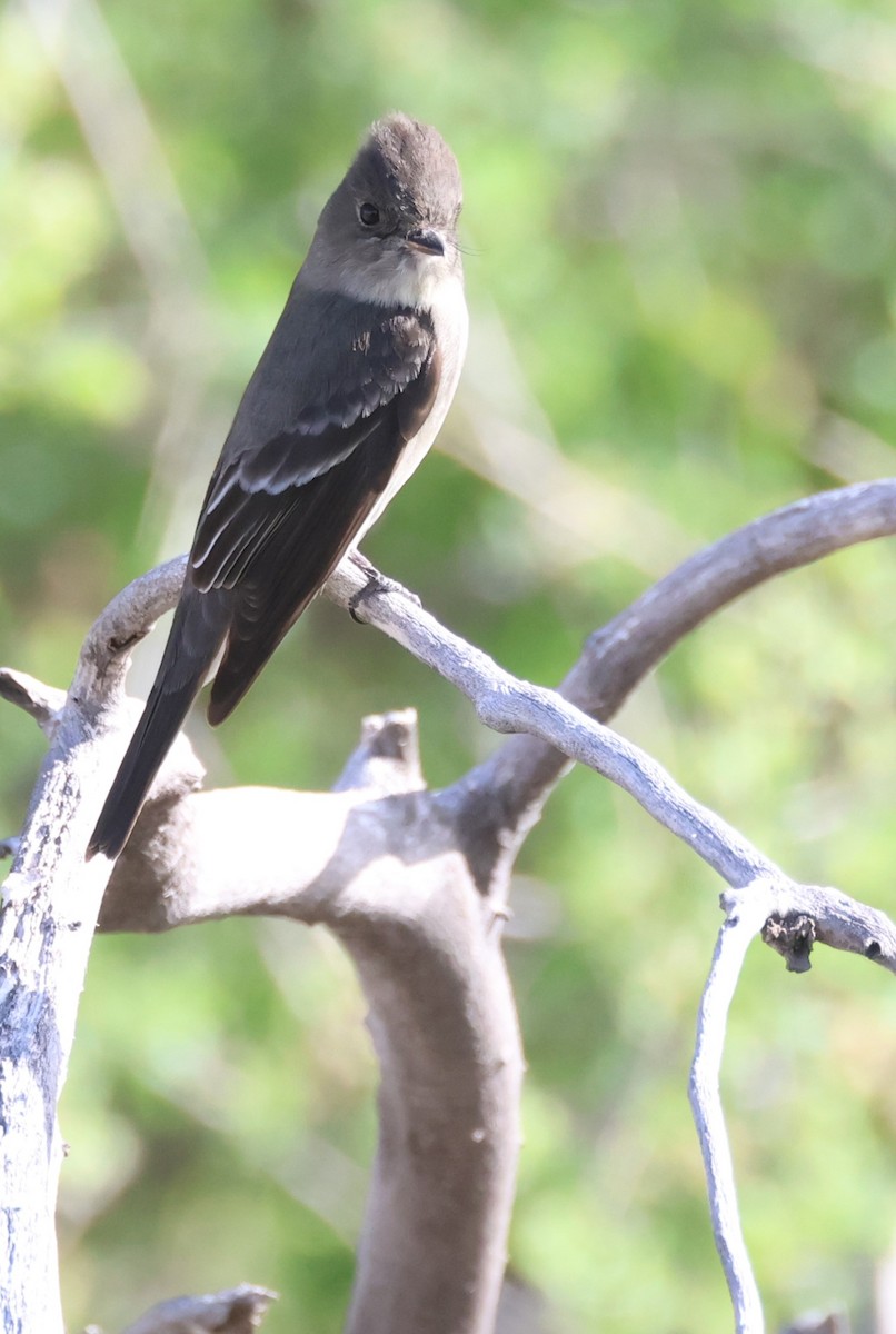 Western Wood-Pewee - Tom Forwood JR