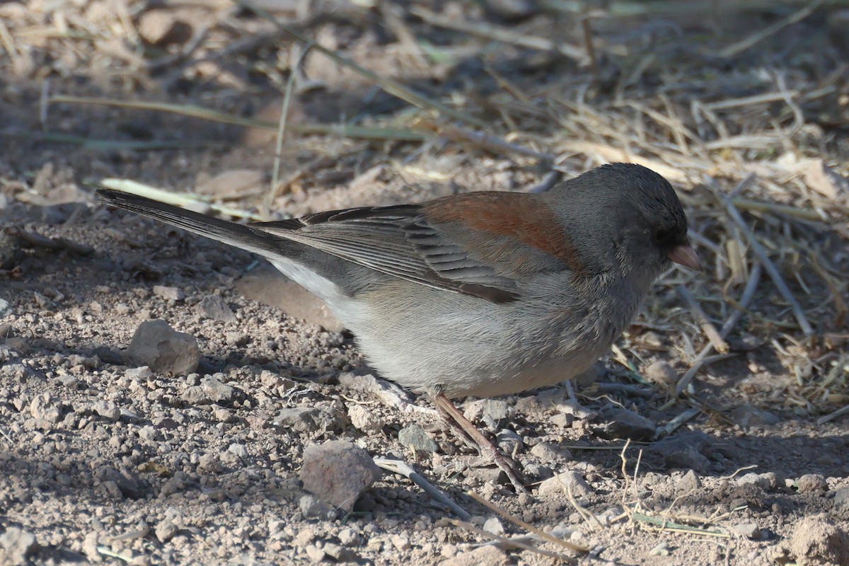 Dark-eyed Junco (Gray-headed) - Tom Forwood JR