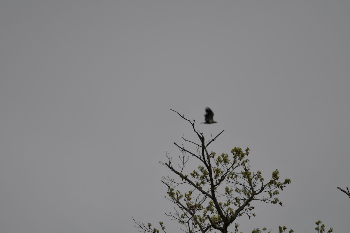 Bald Eagle - Susan Holmes