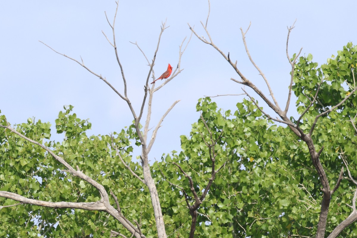 Northern Cardinal - Tom Forwood JR