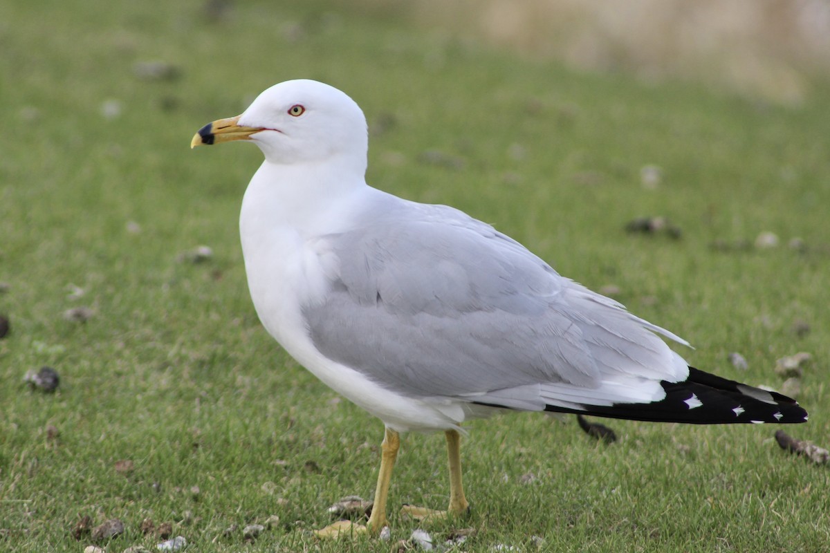 Ring-billed Gull - ML619258059