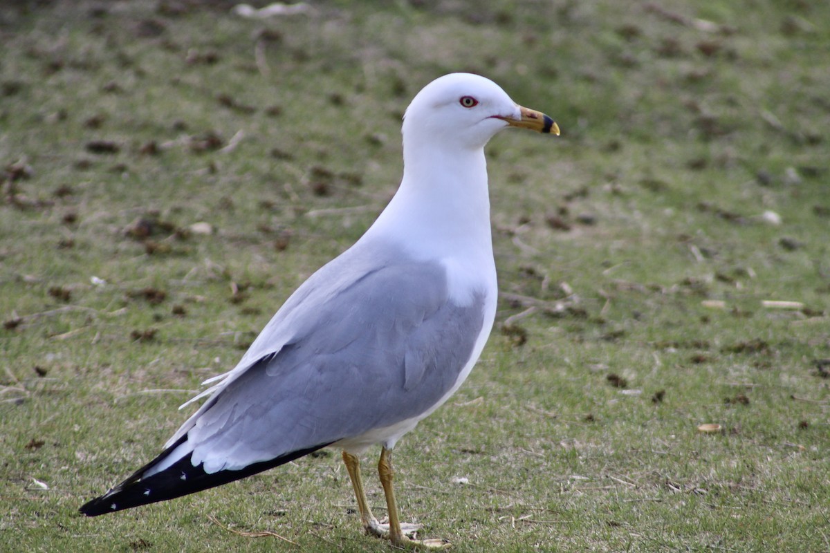 Ring-billed Gull - Anne R.