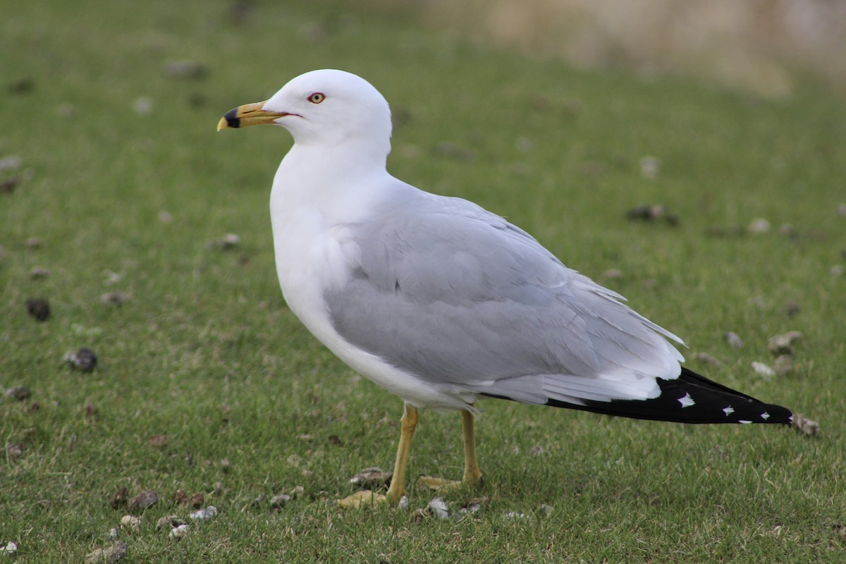 Ring-billed Gull - ML619258061