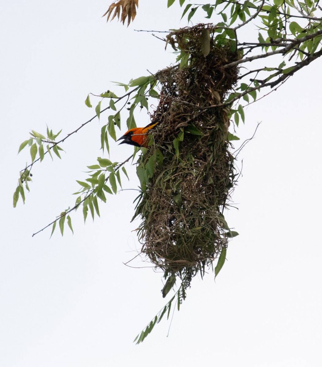 Altamira Oriole - Chuck Gates