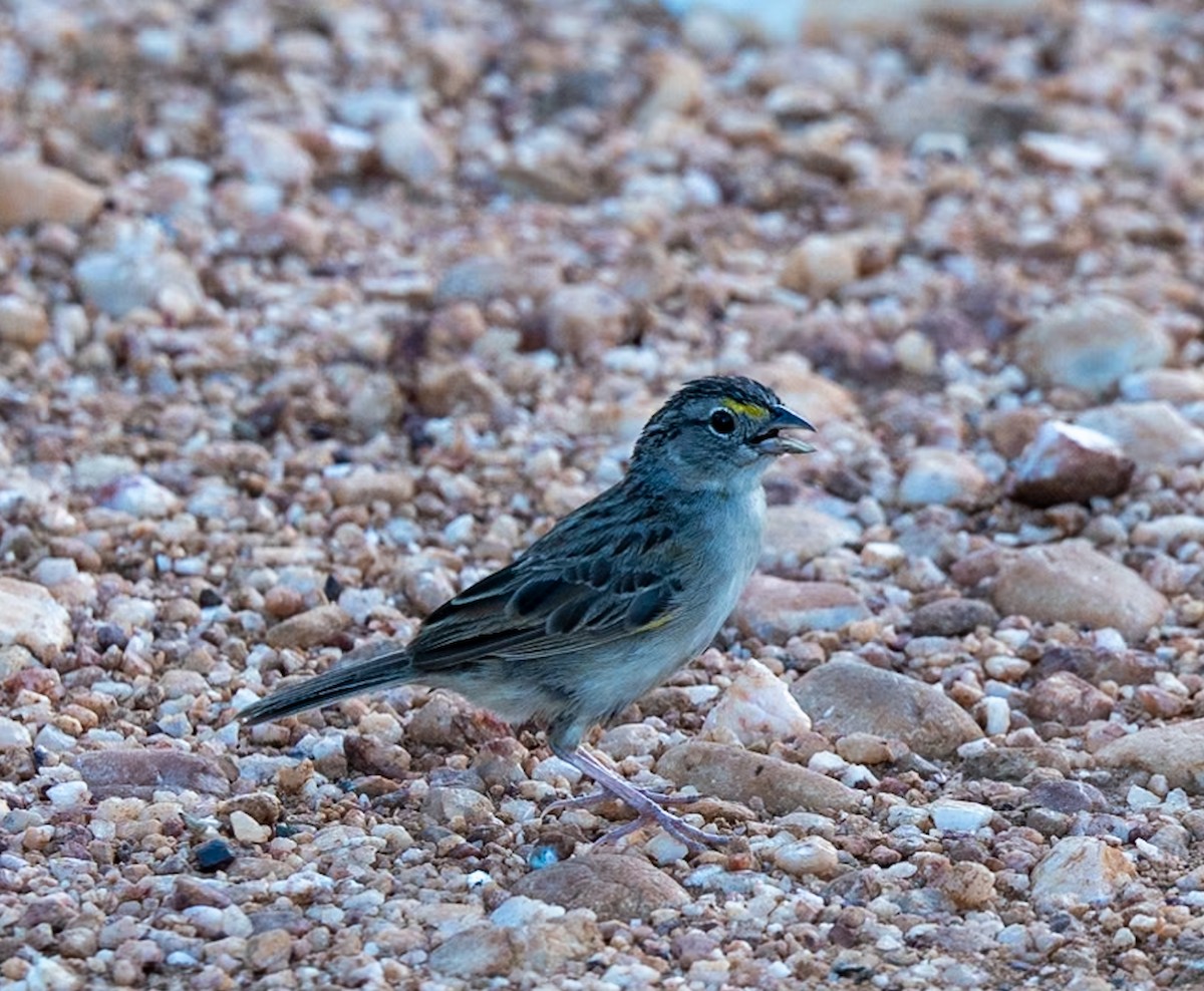 Grassland Sparrow - ML619258083