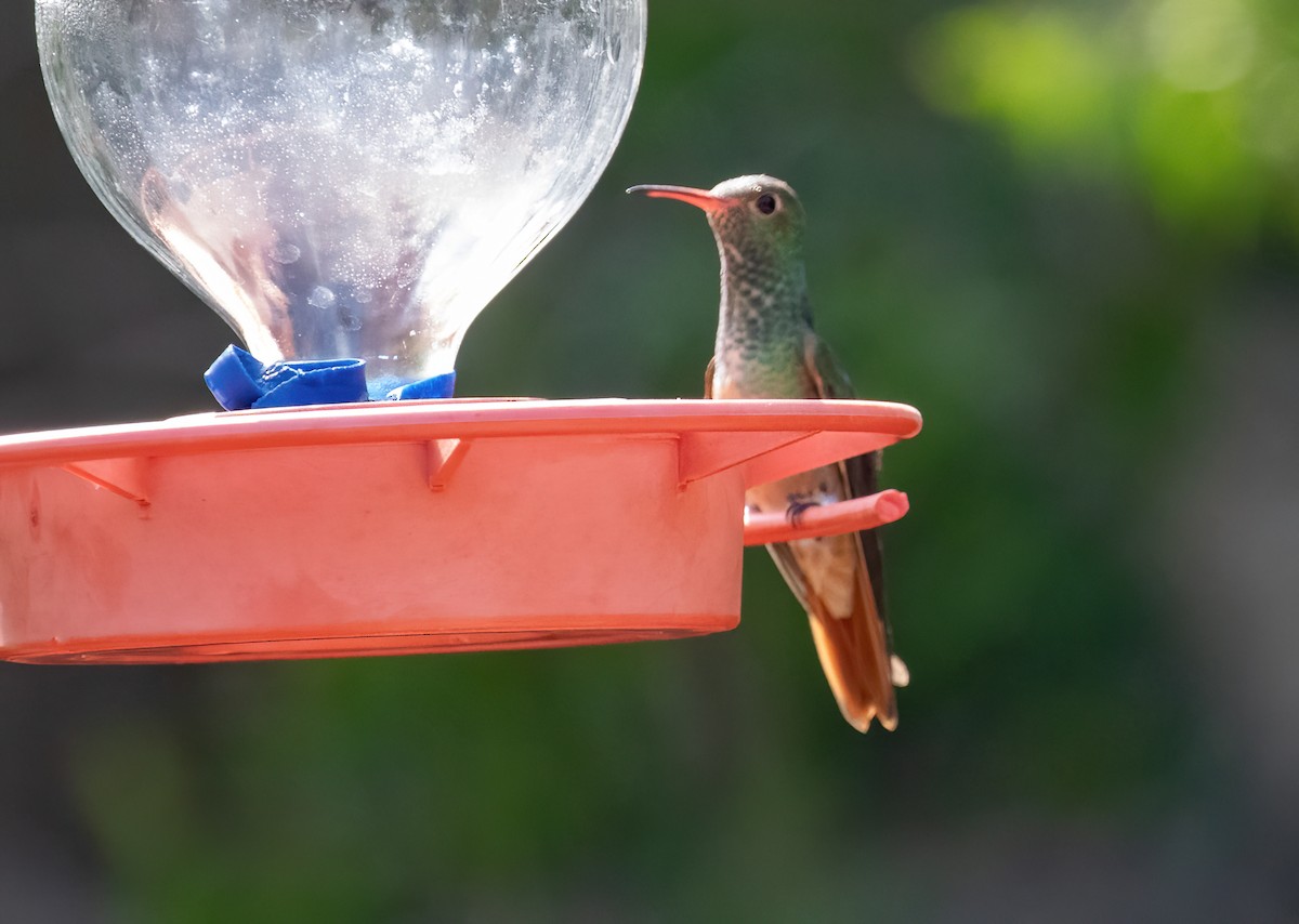 Buff-bellied Hummingbird - Chuck Gates