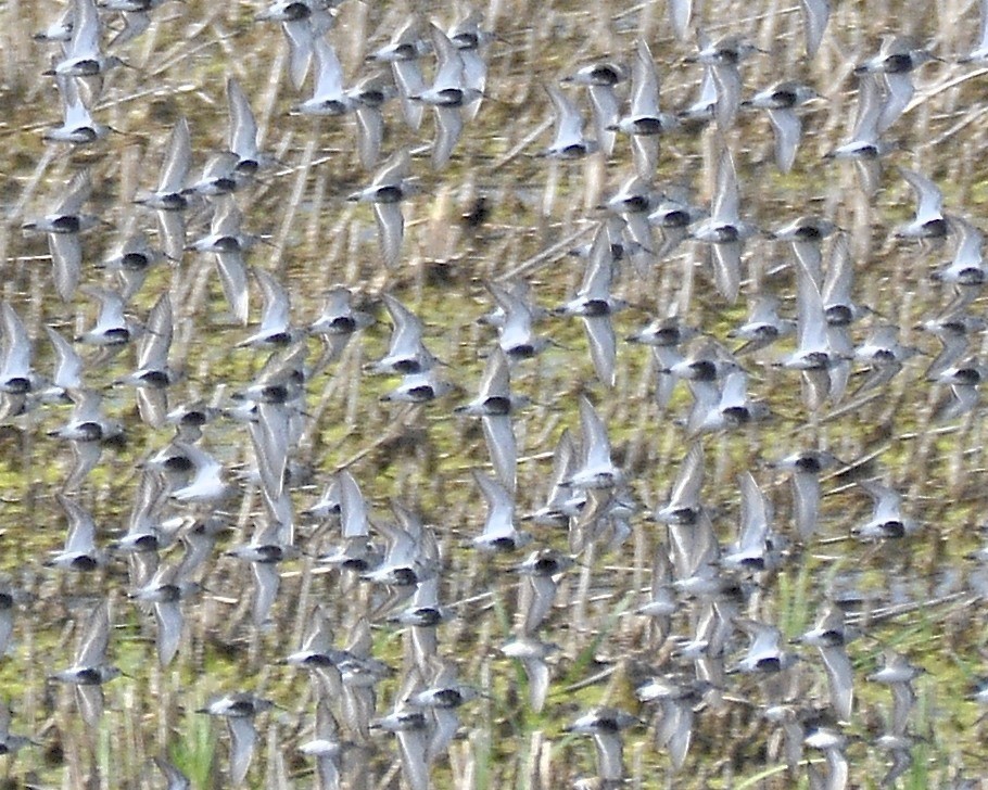 Dunlin - David Kennedy